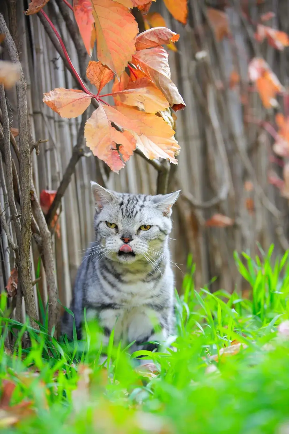 听说你们都在猜本都督是什么星座的？