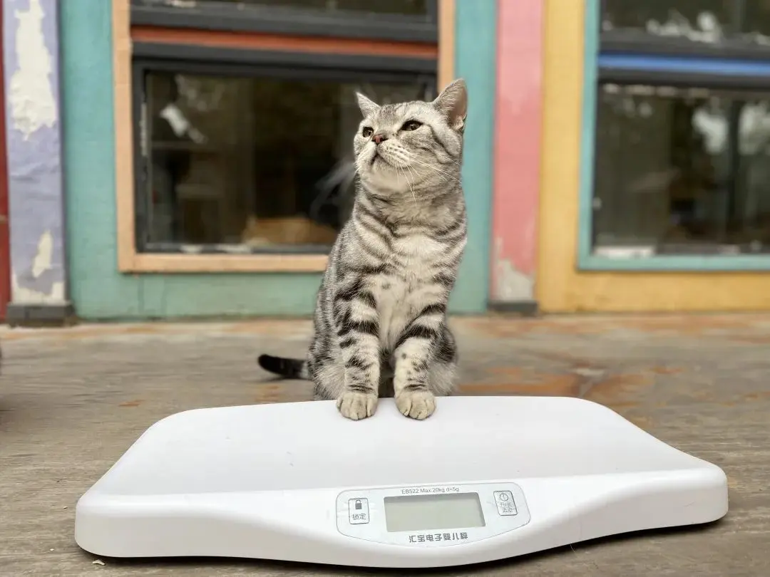 听说你们都在猜本都督是什么星座的？