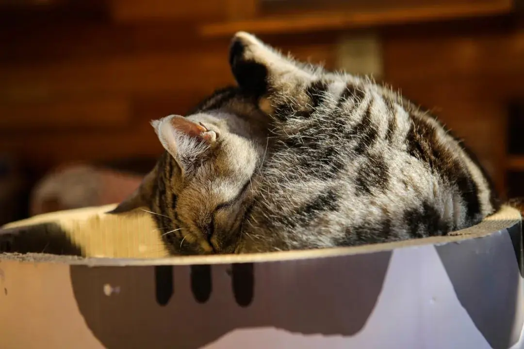 听说你们都在猜本都督是什么星座的？