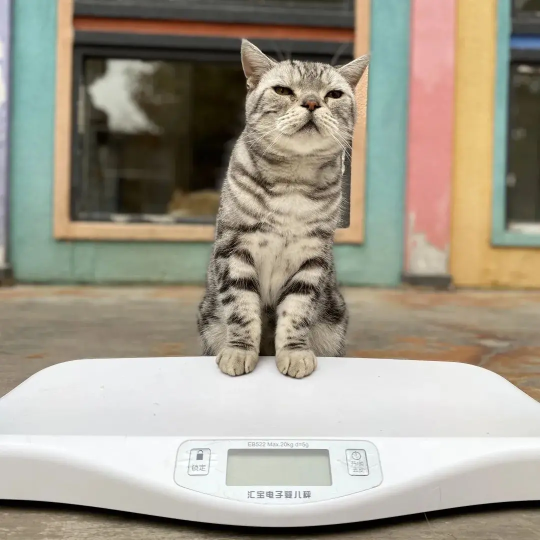 听说你们都在猜本都督是什么星座的？