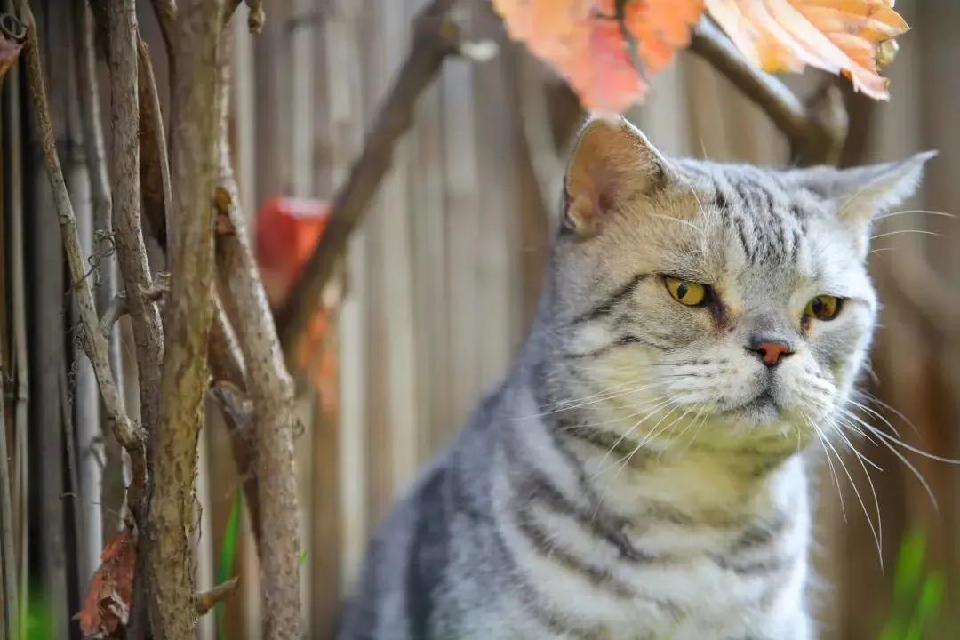 听说你们都在猜本都督是什么星座的？