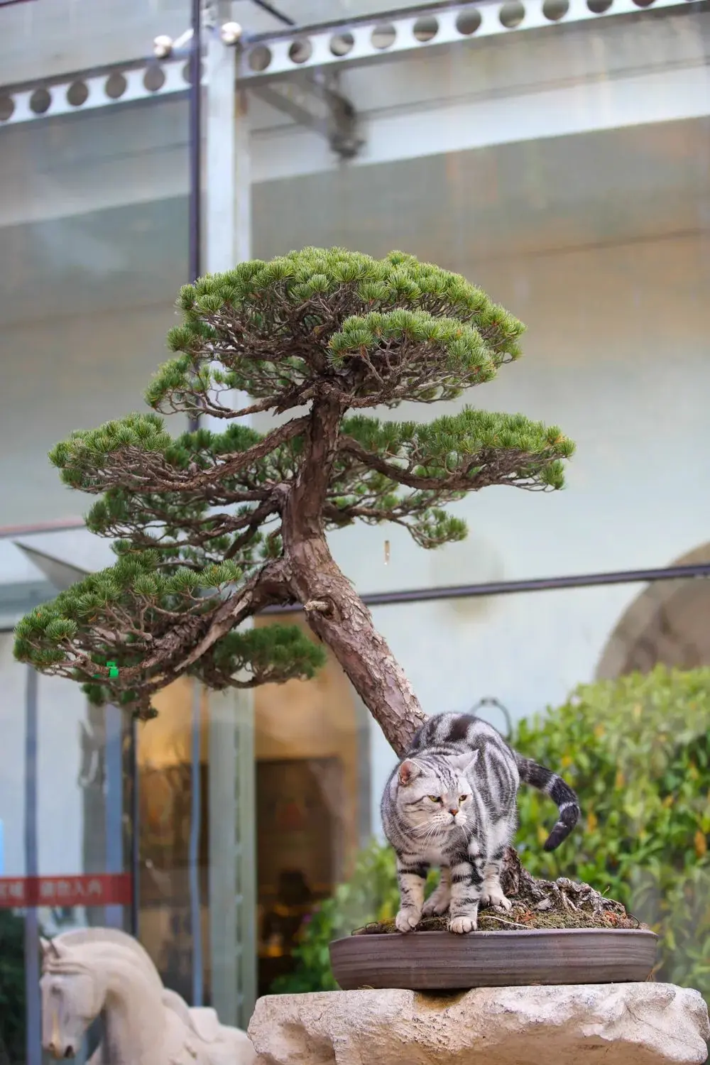 听说你们都在猜本都督是什么星座的？