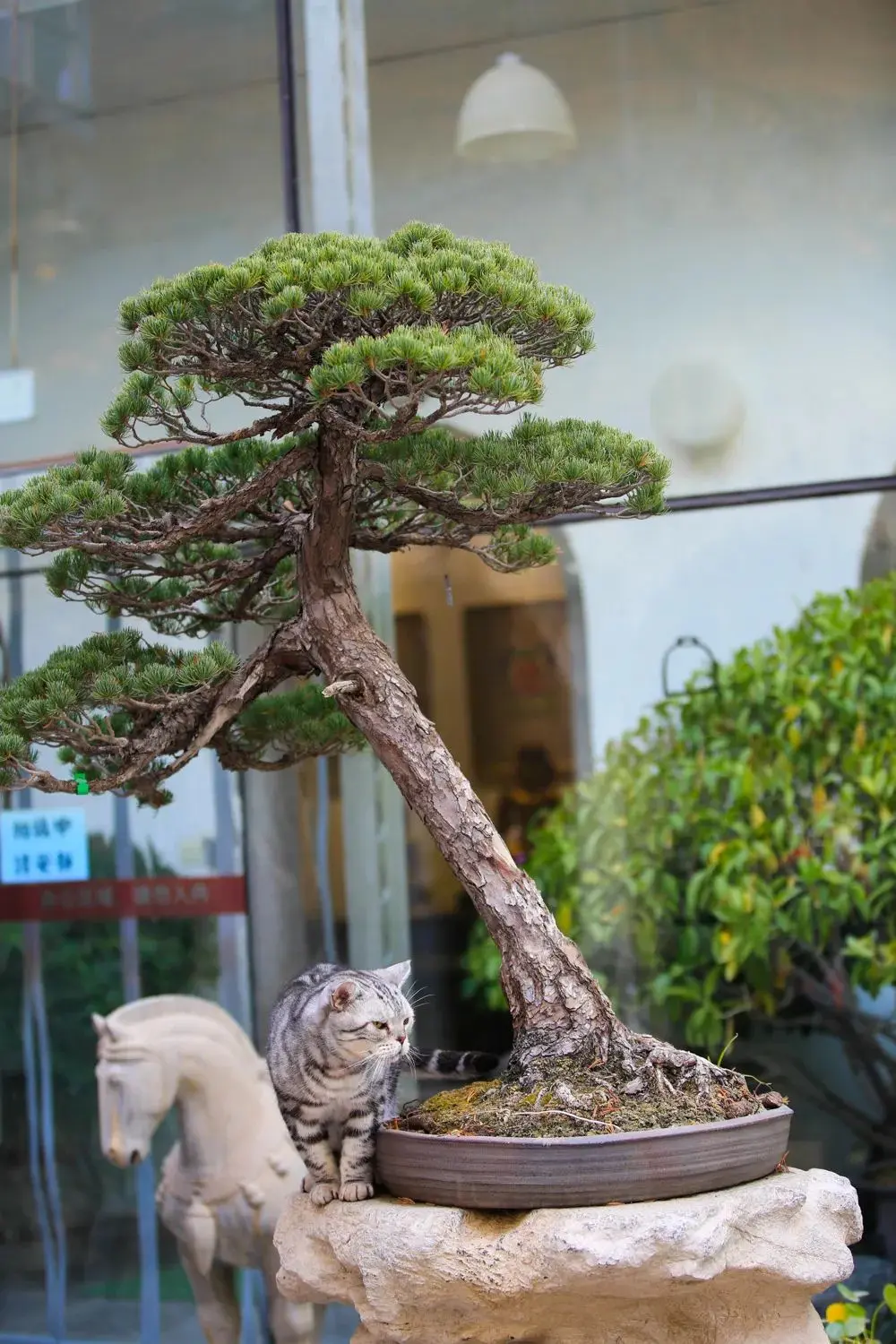 听说你们都在猜本都督是什么星座的？