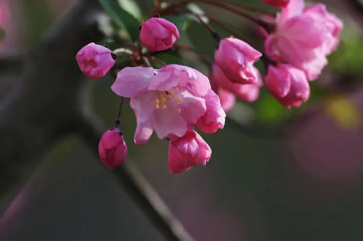 12月开始，运势大红大紫，功名成就，家财万贯的生肖