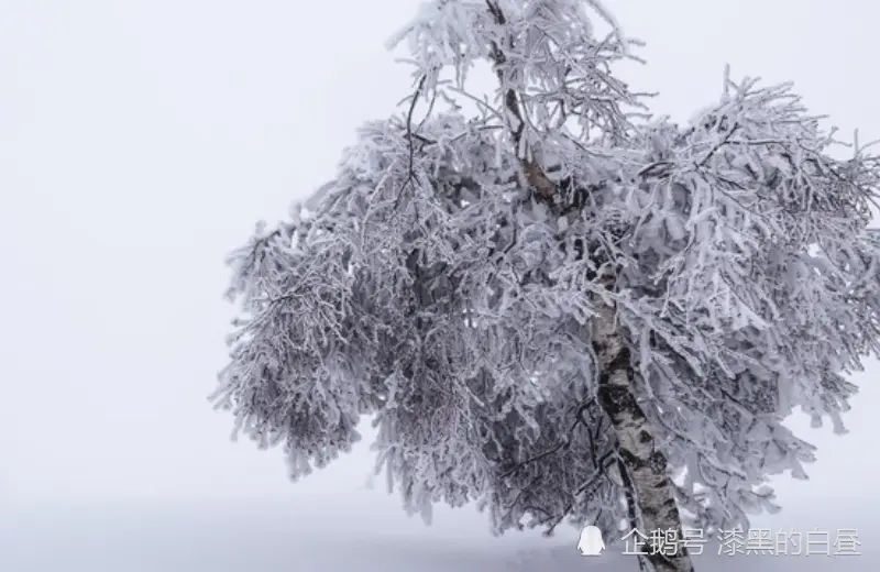 12月上旬开始，苦尽甘来，运势大反转，财富缠身的生肖