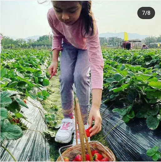 梁咏琪带女儿摘草莓，45岁美出新高度，混血女儿精致如洋娃娃