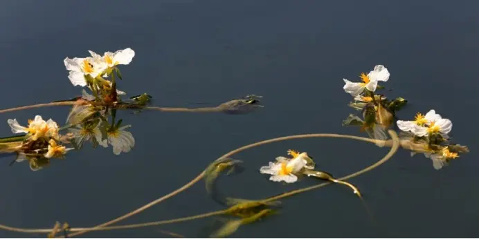 滇池“水性杨花”消失之谜，终于解开，它因为这个才去的泸沽湖