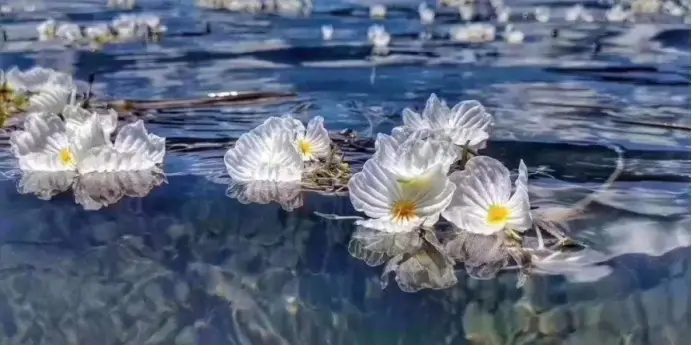 滇池“水性杨花”消失之谜，终于解开，它因为这个才去的泸沽湖