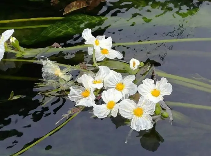 滇池“水性杨花”消失之谜，终于解开，它因为这个才去的泸沽湖