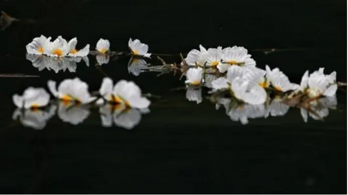 滇池“水性杨花”消失之谜，终于解开，它因为这个才去的泸沽湖