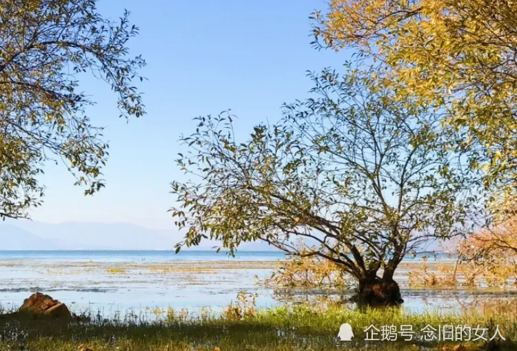 十二月上旬开始，事业突飞猛进，遇难成祥，财运上吉的生肖