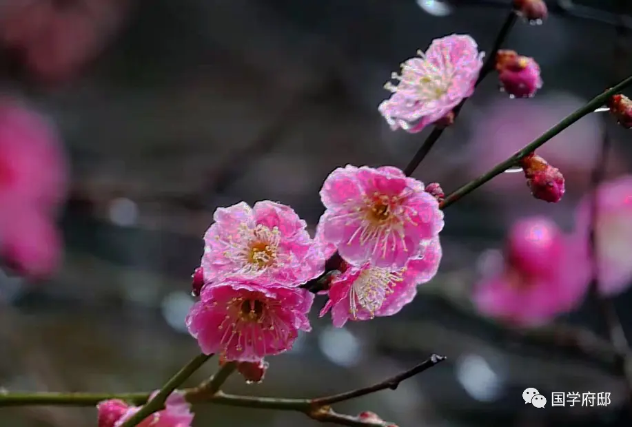 冬日，邂逅宋代著名才女朱淑真诗词里的梅花