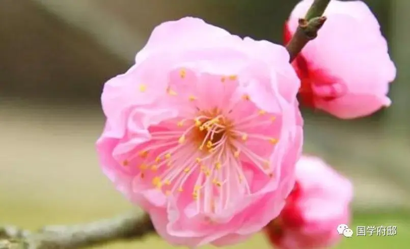 冬日，邂逅宋代著名才女朱淑真诗词里的梅花