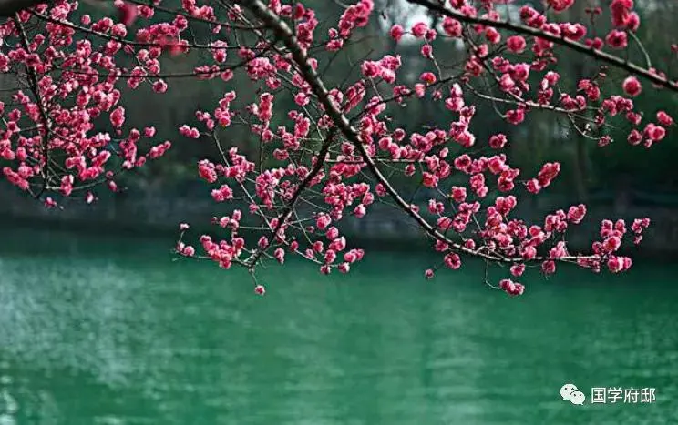 冬日，邂逅宋代著名才女朱淑真诗词里的梅花