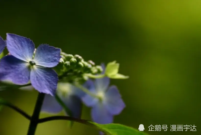 十一月中旬开始，喜事进门，事业会有大幅度的飞跃，财运旺盛的生肖