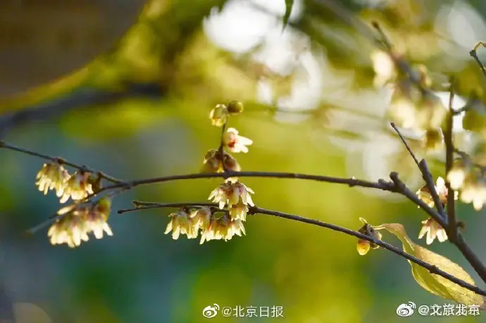 早花蜡梅绽放北京卧佛寺