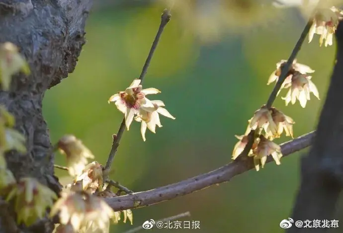 早花蜡梅绽放北京卧佛寺