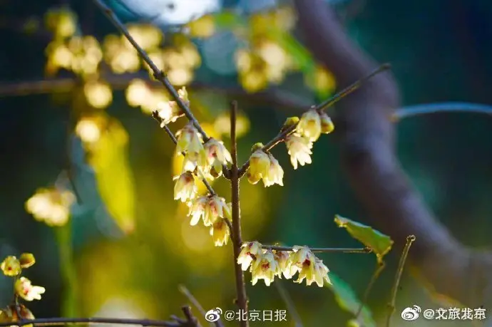 早花蜡梅绽放北京卧佛寺