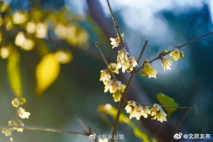 早花蜡梅绽放北京卧佛寺