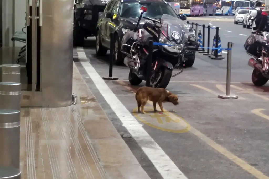 忠犬飞机场苦等主人一年，拿塑料瓶当玩具，它没等到主人却有了家