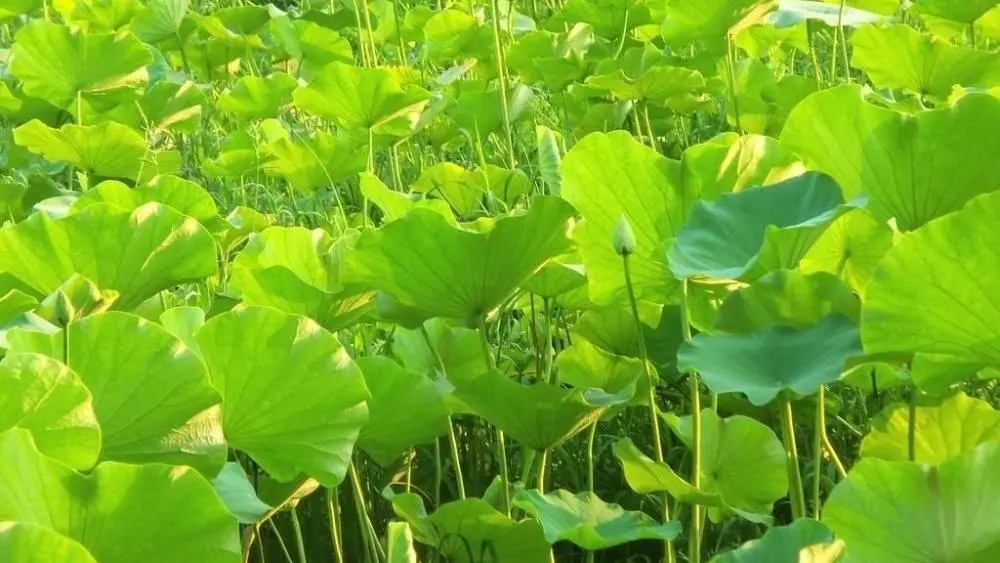 当十二星座男吃醋时，会有什么表现？双鱼反应真可爱