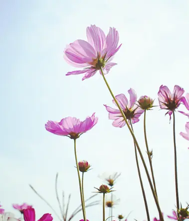 进入12月中旬，4属相吉星近身，好运连连，爱情美满，生活幸福