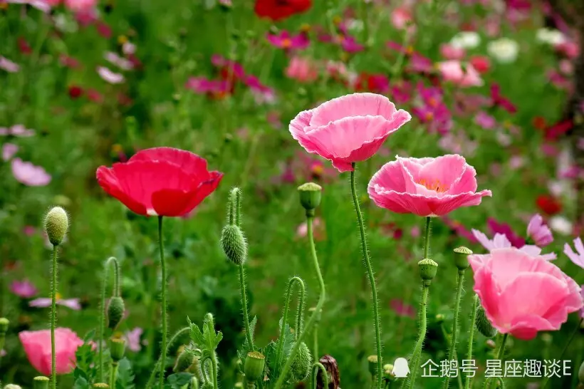 天蝎座喜欢上你，是多么幸运事！