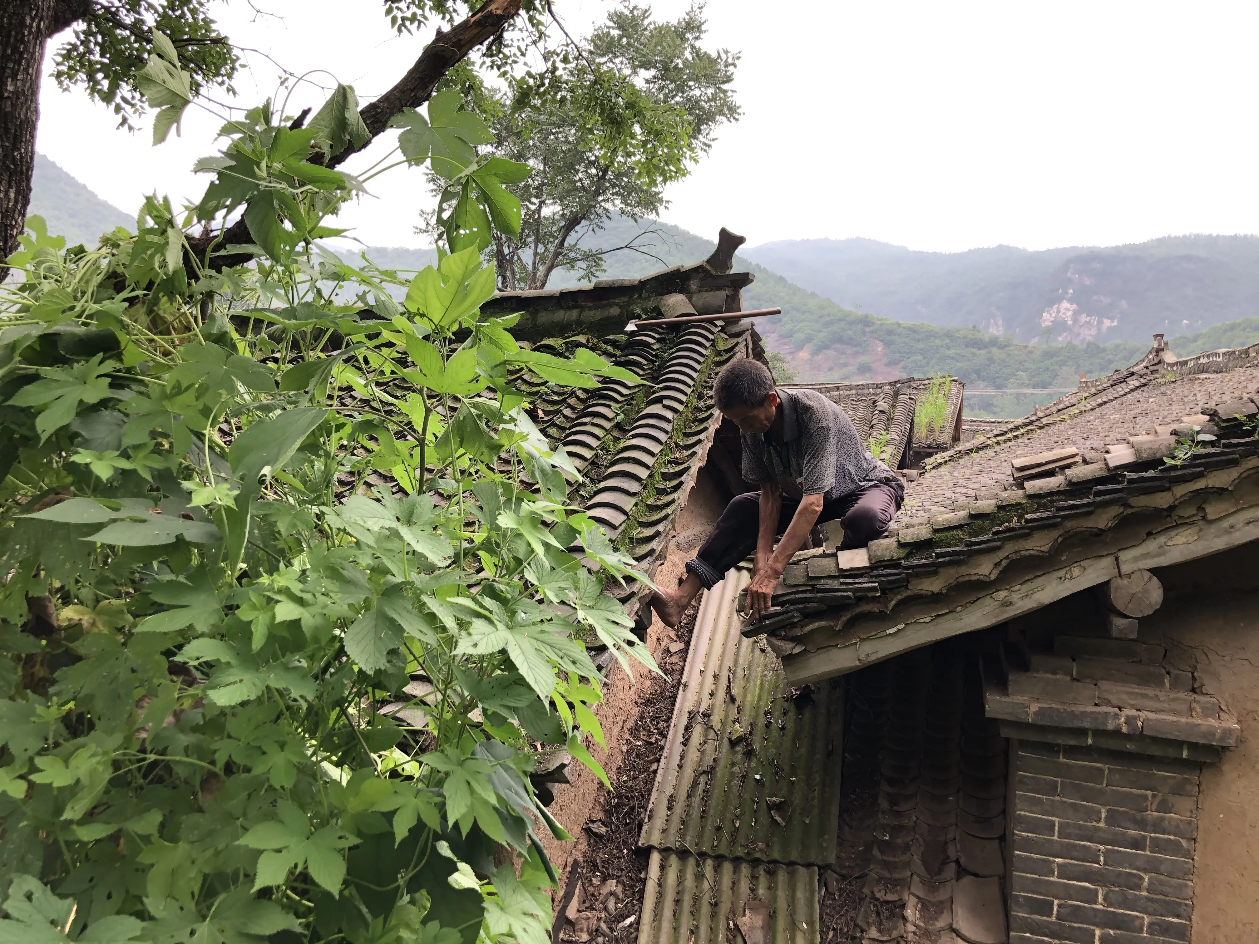 俗话说：“大树压顶，人财两空”，你知道什么是“大树压顶”吗？