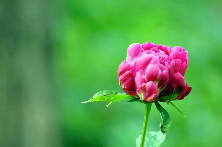 下个月内，缘分和桃花奋不顾身，真爱靠近，收获余生的四个生肖！