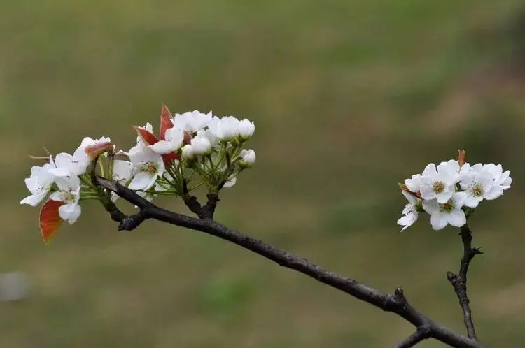 12月，缘分和桃花不可避免，与爱情不期而遇的四大生肖！