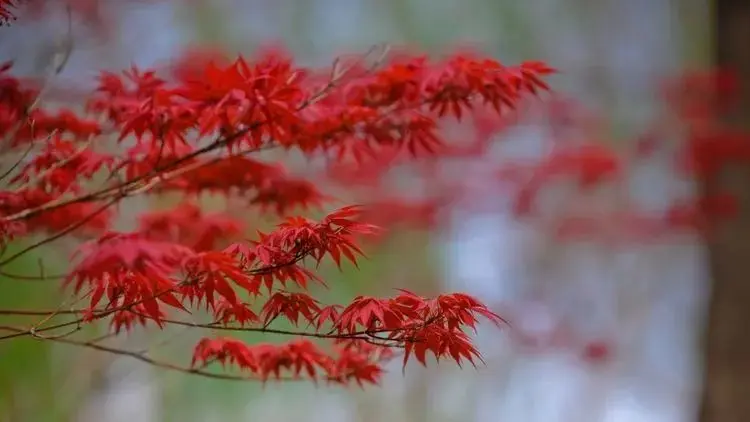 近期，缘分与桃花扬眉吐气，收获真爱，日子凤凰涅槃的四大生肖！