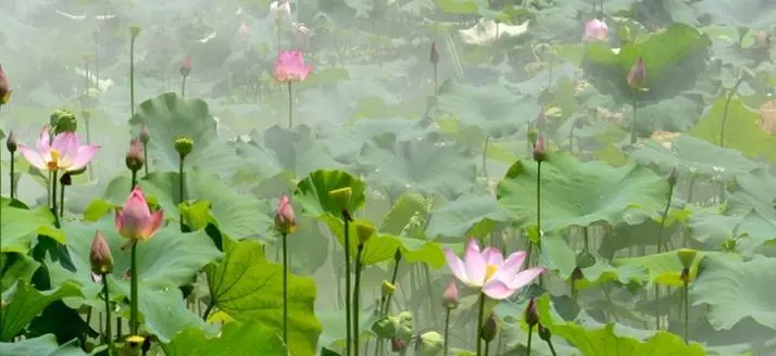 潇洒不羁，生活上不拘小节的星座，更容易获得成功