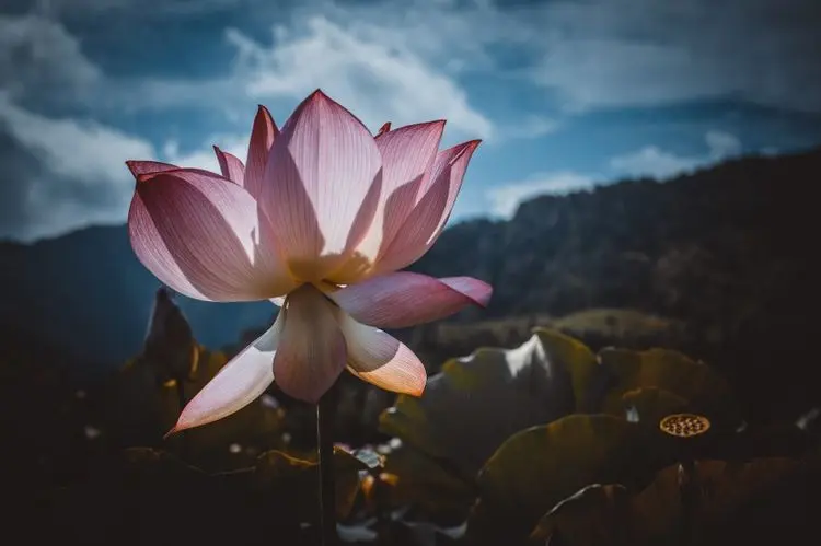 近期内，缘分和桃花涌上心头，坦然面对幸福爱情的四大生肖！