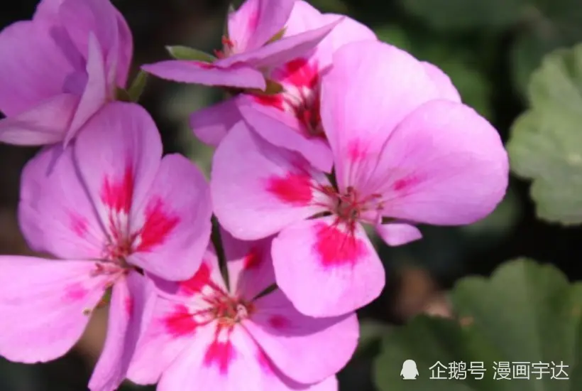 十一月中旬开始，开门迎财神，金山银山搬进家，吉星进门的生肖