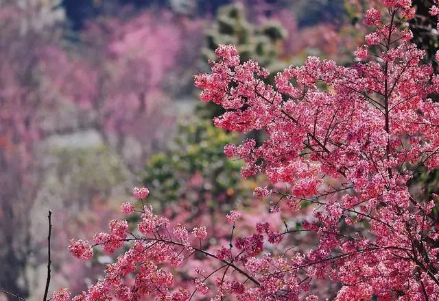 冬天最“不合时宜”的景色，万亩樱花绽放，惊艳了世界！