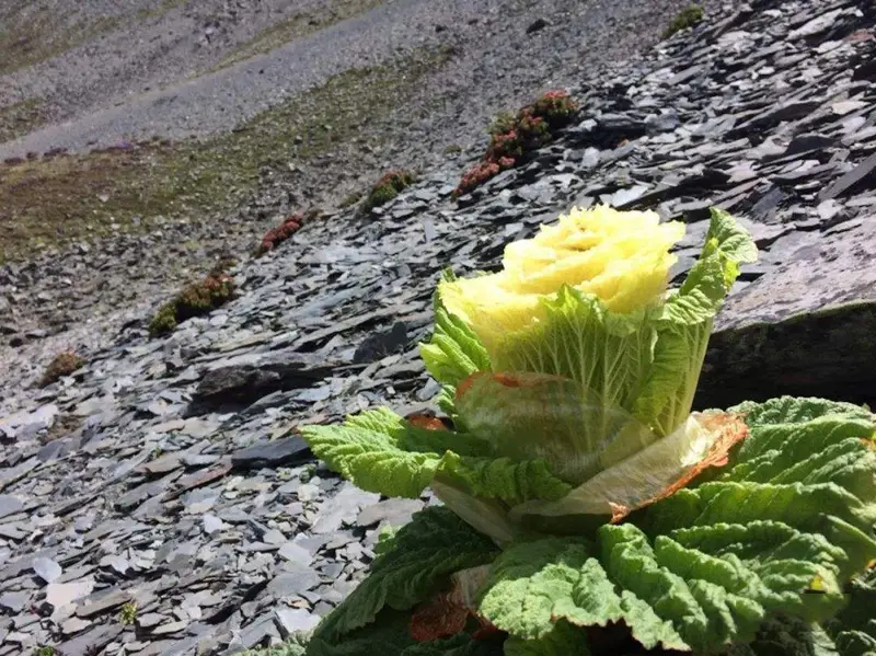 到西藏旅游：切记不能摘路边2米高的“大白菜”，摘了就麻烦了