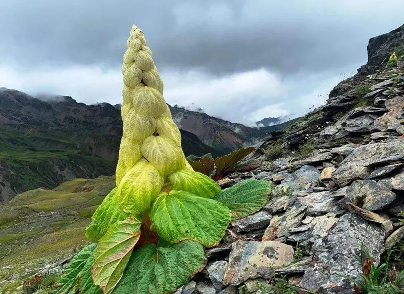 到西藏旅游：切记不能摘路边2米高的“大白菜”，摘了就麻烦了