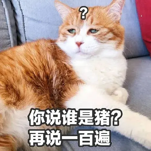 新来的小橘猫不受家里大猫的欢迎，它只用了一招成功把大猫征服