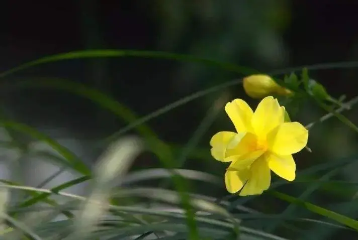 12月开始，运势上涨，鸿运当头，一顺百顺的生肖