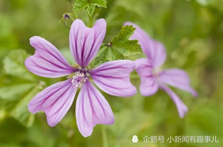 12月开始，鸿运当头，吉星傍身，事业飞黄腾达的生肖