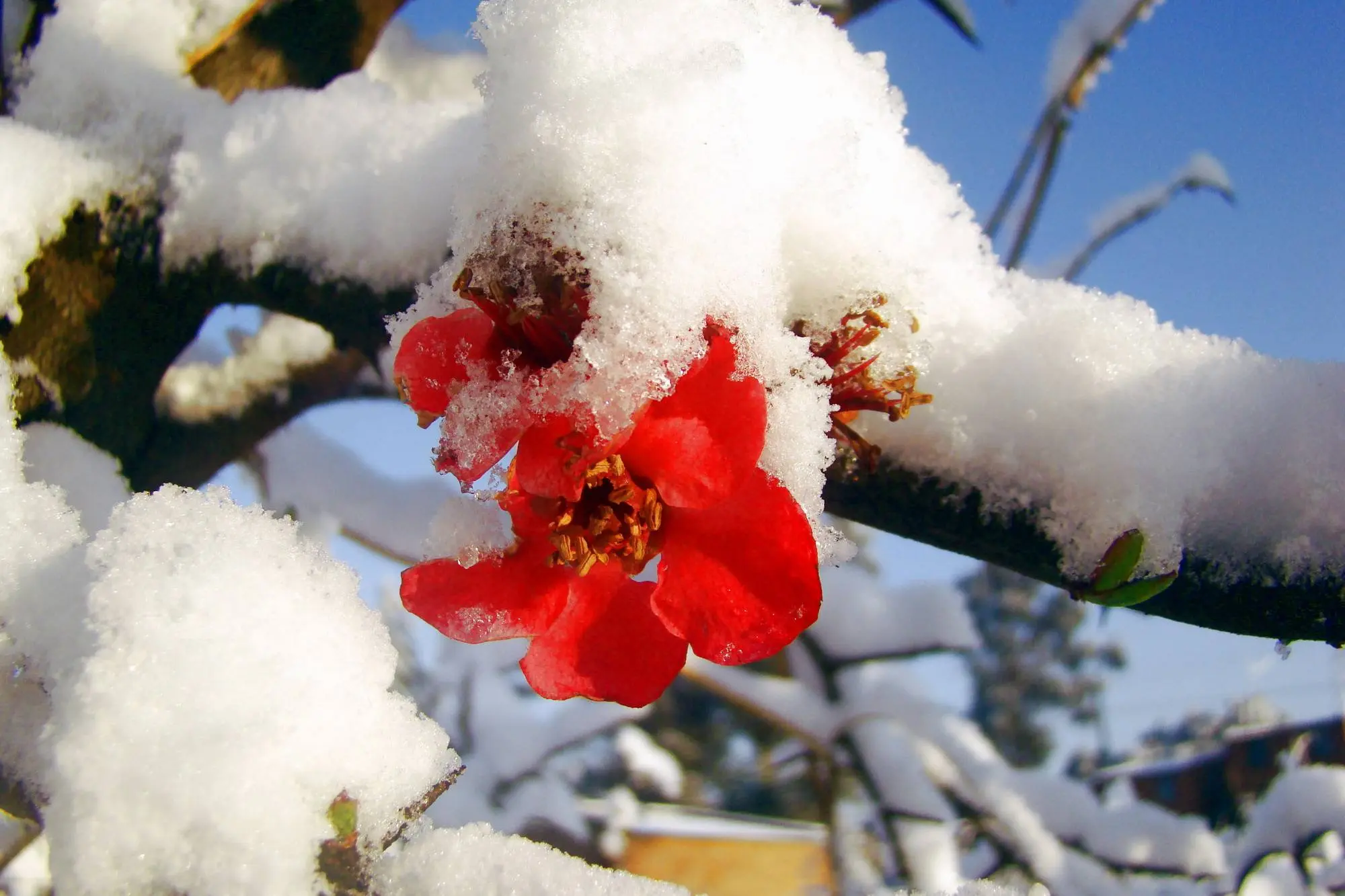 “大雪”时节话习俗