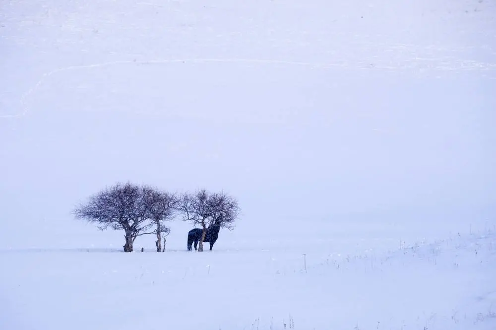 “大雪”时节话习俗