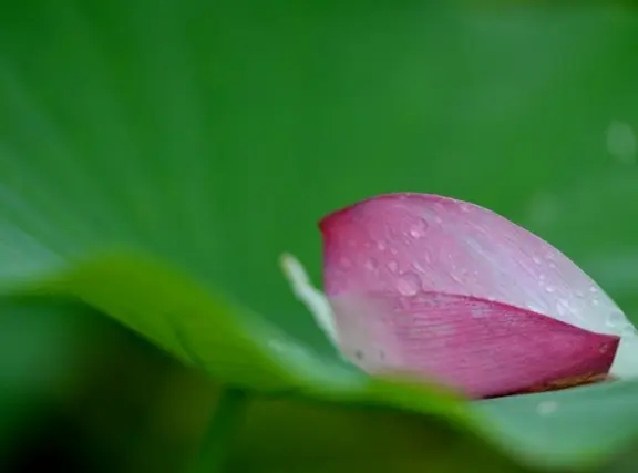 12月开始桃花运临头，财运大涨，财门打开的四大生肖