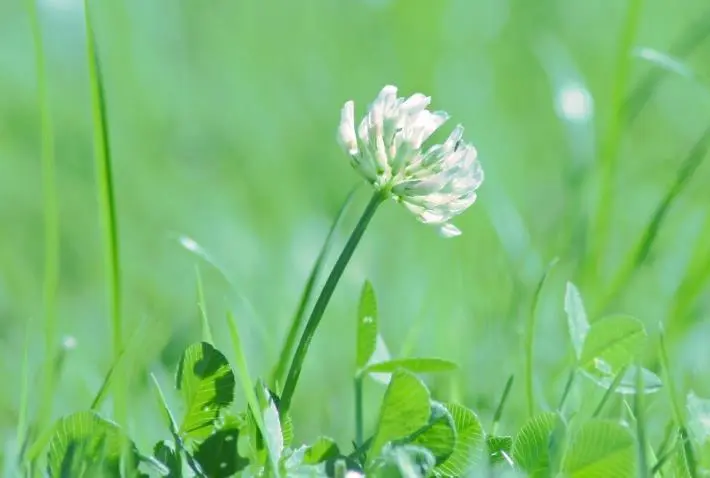 12月开始财运不断，事业节节高升，钱财无忧的生肖