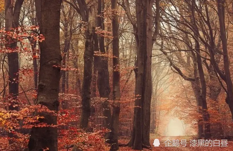 12月上旬开始，财富如雨下，事业攀升，百事大吉的生肖