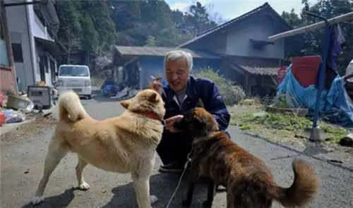 日本男子不顾众人反对，独居福岛辐射区喂养动物6年，现状如何？