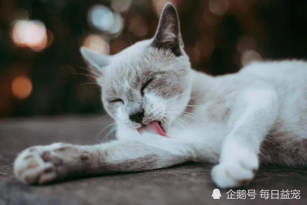 科普小知识：猫咪舌头上的小倒刺，原来有这些用途，涨知识了