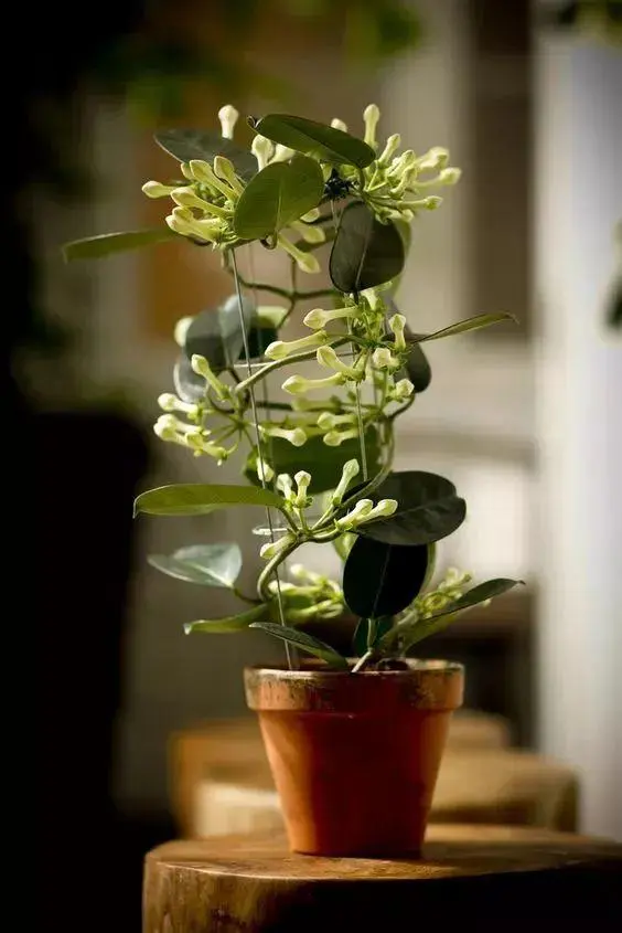 过期的药片丢花盆里，竟有神奇效果，植物再也不发黄