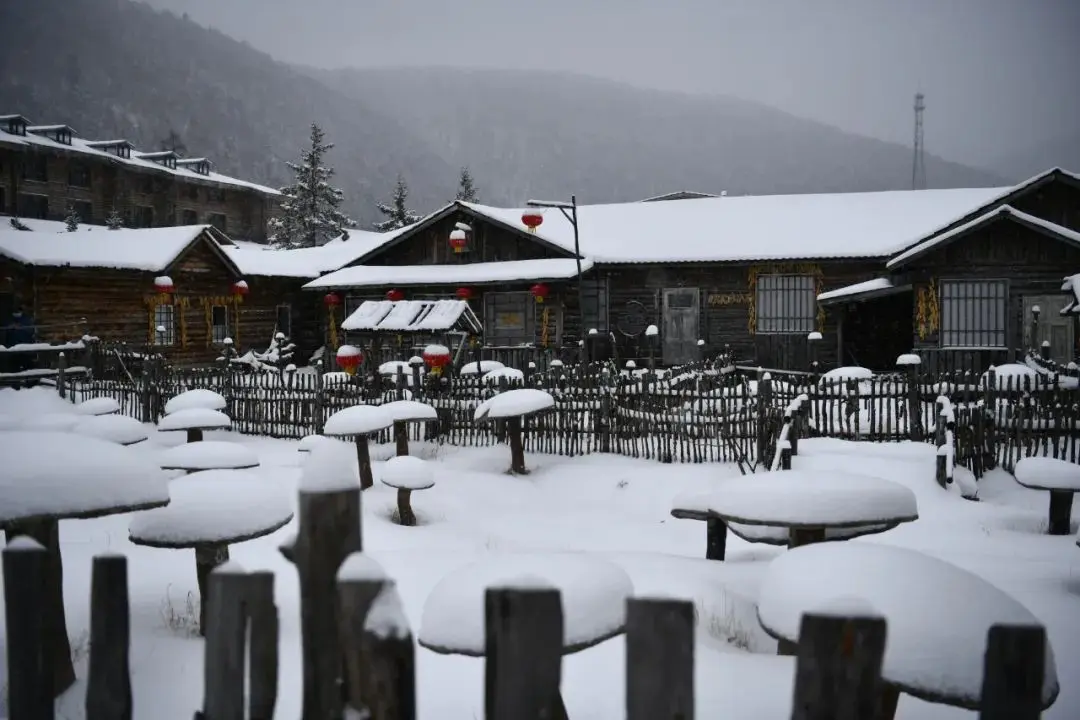 今日大雪，白首与君归