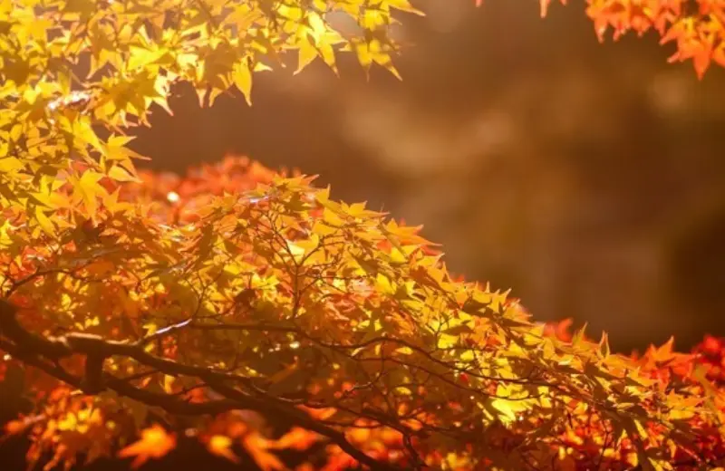 12月上旬开始，财帛入库，贵人齐临家门，一帆风顺的生肖